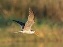 African Skimmer